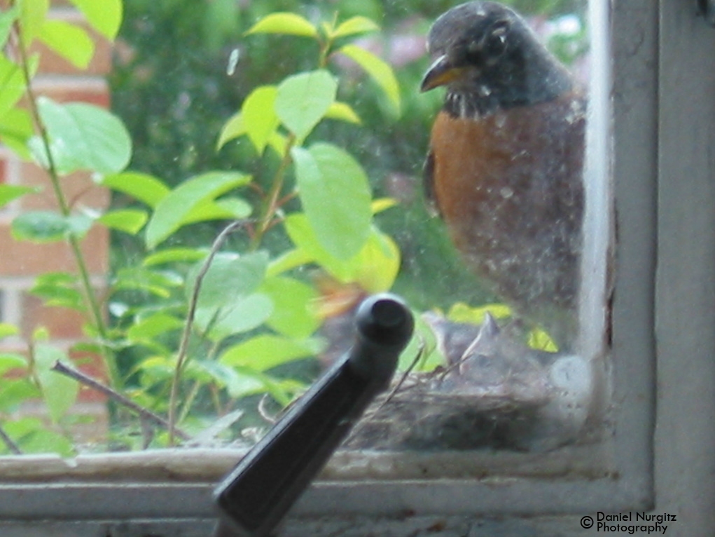 Curious robin